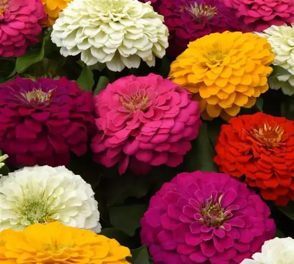 Цинния Зести Смесь - Zinnia Zesty Mixture - Фото №1