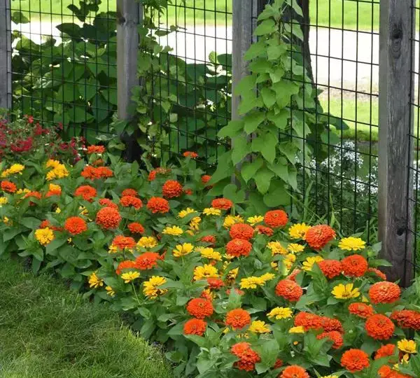 Цинния Зести Оранжевая - Zinnia Zesty Orange - Фото №2