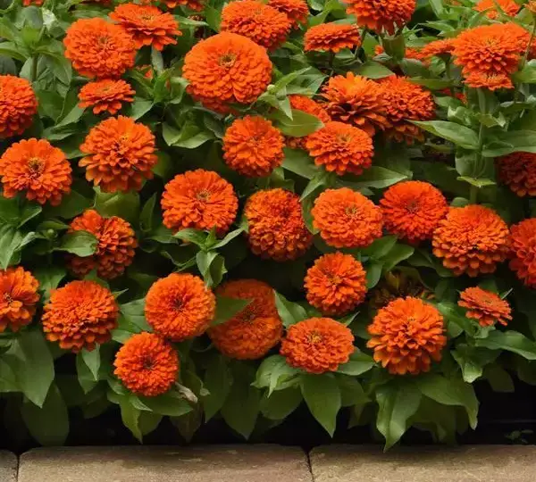 Цинния Зести Оранжевая - Zinnia Zesty Orange - Фото №3