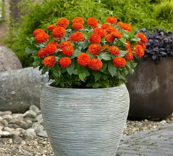 Цинния Зести Оранжевая - Zinnia Zesty Orange - Фото №4