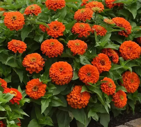 Цинния Зести Оранжевая - Zinnia Zesty Orange - Фото №5