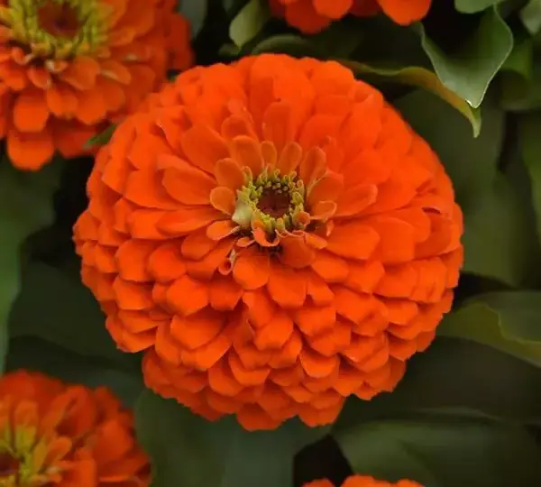 Цинния Зести Оранжевая - Zinnia Zesty Orange - Фото №1