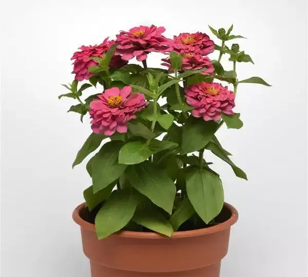 Цинния Зести Розовая - Zinnia Zesty Pink - Фото №2