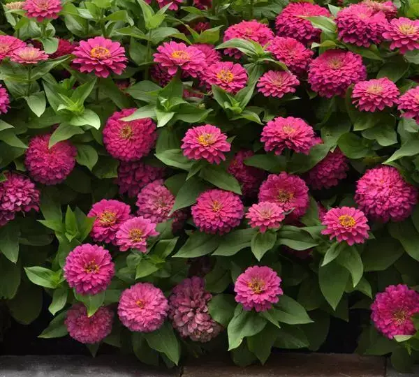 Цинния Зести Розовая - Zinnia Zesty Pink - Фото №3