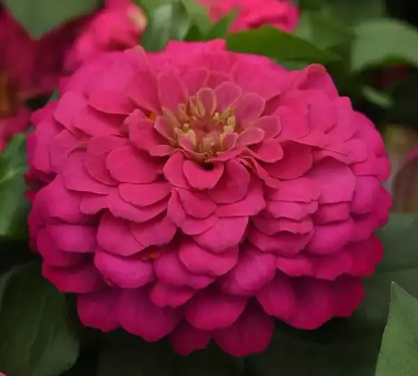 Цинния Зести Розовая - Zinnia Zesty Pink - Фото №1