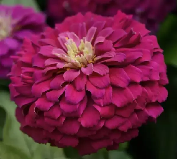 Цинния Зести Пурпурная - Zinnia Zesty Purple - Фото №1