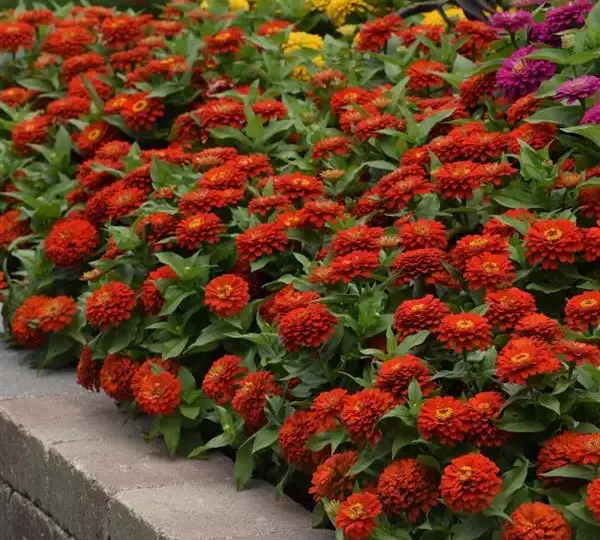Цинния Зести Алая - Zinnia Zesty Scarlet - Фото №2