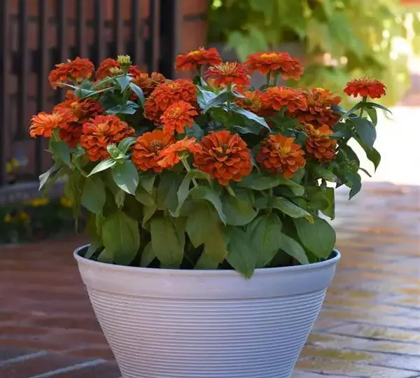 Цинния Зести Алая - Zinnia Zesty Scarlet - Фото №3