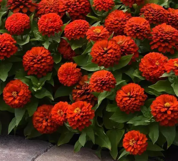 Цинния Зести Алая - Zinnia Zesty Scarlet - Фото №4