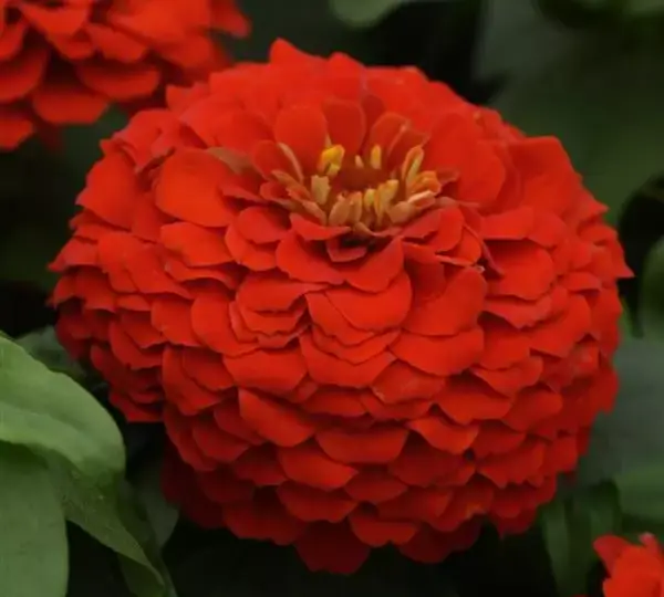 Цинния Зести Алая - Zinnia Zesty Scarlet - Фото №1