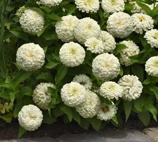 Цинния Зести Белая - Zinnia Zesty White - Фото №2