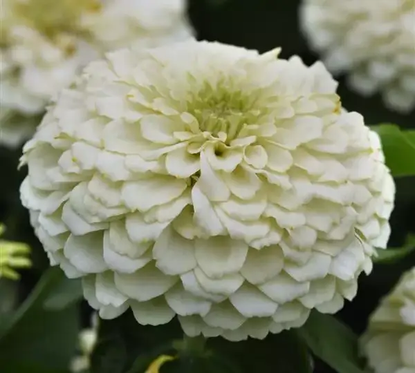 Цинния Зести Белая - Zinnia Zesty White - Фото №1