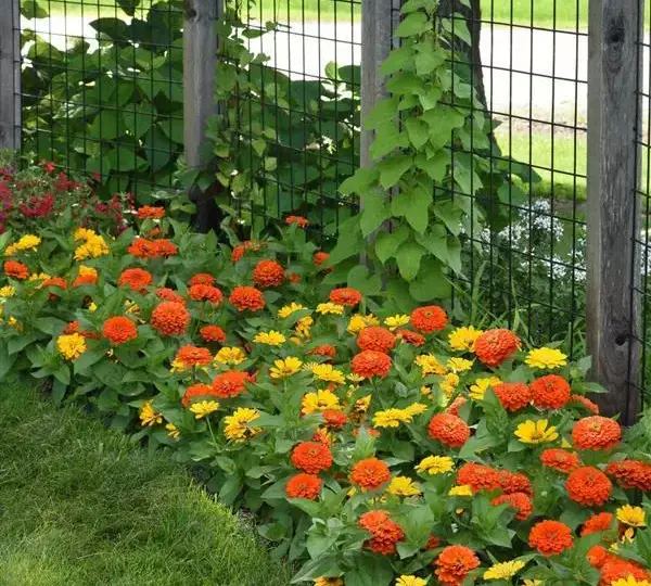 Цинния Зести Жёлтая - Zinnia Zesty Yellow - Фото №2
