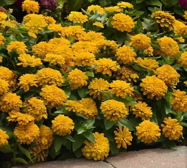 Цинния Зести Жёлтая - Zinnia Zesty Yellow - Фото №3