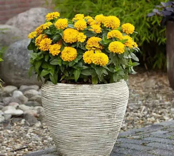 Цинния Зести Жёлтая - Zinnia Zesty Yellow - Фото №4
