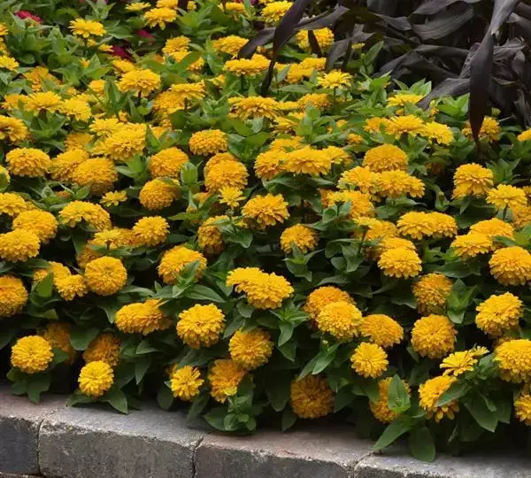 Цинния Зести Жёлтая - Zinnia Zesty Yellow - Фото №5