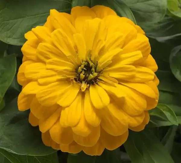 Цинния Зести Жёлтая - Zinnia Zesty Yellow - Фото №1