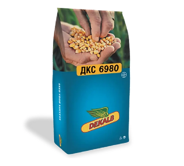 Кормовая кукуруза ДКС 6980 F1 - Среднеспелый гибрид кукурузы ФАО 700 от Bayer - Фото №1