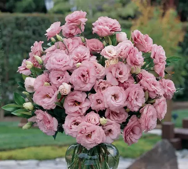 Эустома (Лизиантус) ABC 1 Насыщенно-розовая - ABC 1 Deep Rose, Eustoma grandiflorum - Фото №2