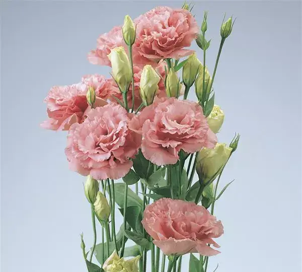 Эустома (Лизиантус) ABC 1 Насыщенно-розовая - ABC 1 Deep Rose, Eustoma grandiflorum - Фото №3