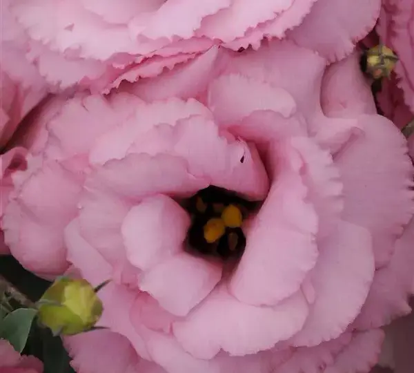 Эустома (Лизиантус) ABC 1 Насыщенно-розовая - ABC 1 Deep Rose, Eustoma grandiflorum - Фото №1