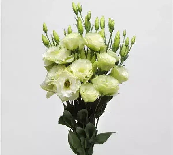 Эустома (Лизиантус) ABC 1 Зелёная - ABC 1 Green, Eustoma grandiflorum - Фото №2