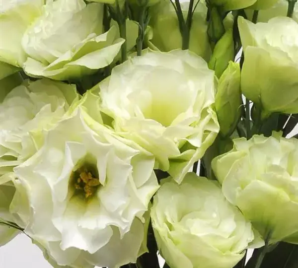 Эустома (Лизиантус) ABC 1 Зелёная - ABC 1 Green, Eustoma grandiflorum - Фото №1
