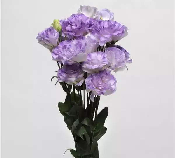 Эустома (Лизиантус) ABC 1 Туманно-голубая - ABC 1 Misty Blue, Eustoma grandiflorum - Фото №2