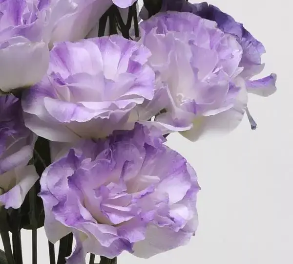 Эустома (Лизиантус) ABC 1 Туманно-голубая - ABC 1 Misty Blue, Eustoma grandiflorum - Фото №1