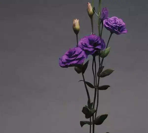 Эустома (Лизиантус) ABC 1 Фиолетовая - ABC 1 Purple, Eustoma grandiflorum - Фото №2