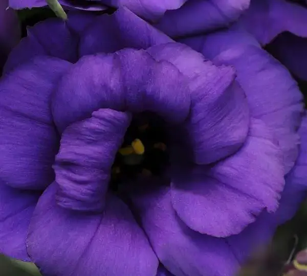 Эустома (Лизиантус) ABC 1 Фиолетовая - ABC 1 Purple, Eustoma grandiflorum - Фото №1