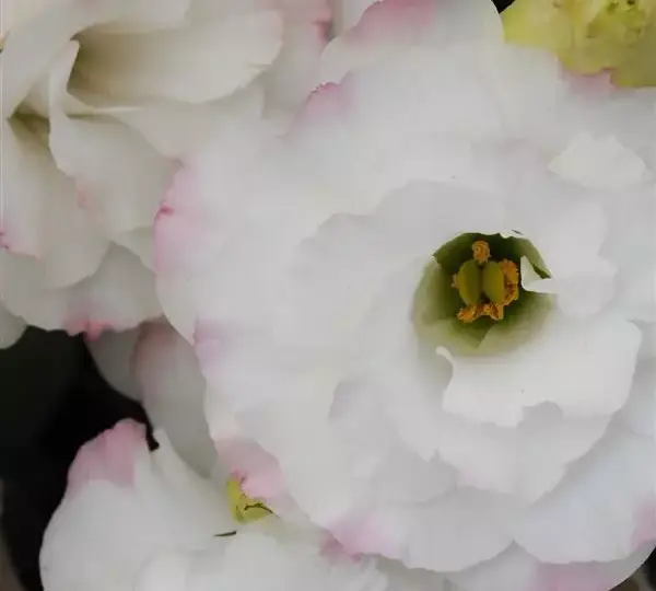 Эустома (Лизиантус) ABC 1 Розовая с каймой - ABC 1 Rose Rim, Eustoma grandiflorum - Фото №1