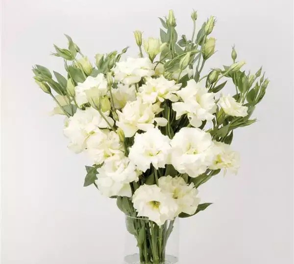 Эустома (Лизиантус) ABC 1 Белая - ABC 1 White, Eustoma grandiflorum - Фото №2