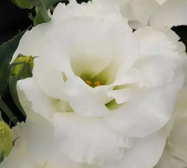 Эустома (Лизиантус) ABC 1 Белая - ABC 1 White, Eustoma grandiflorum - Фото №1