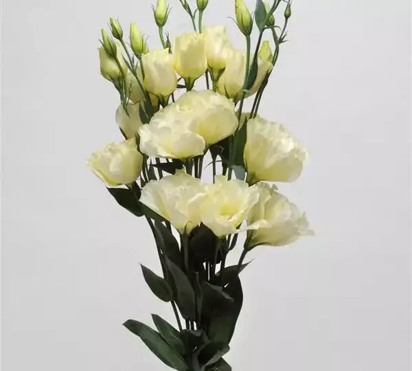 Эустома (Лизиантус) ABC 1 Жёлтая - ABC 1 Yellow, Eustoma grandiflorum - Фото №2