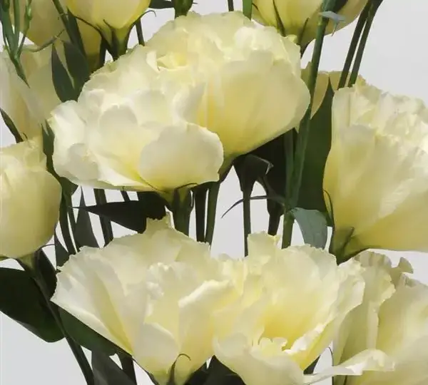 Эустома (Лизиантус) ABC 1 Жёлтая - ABC 1 Yellow, Eustoma grandiflorum - Фото №1