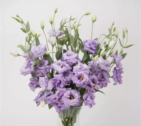 Эустома (Лизиантус) ABC 2 Лавандовая - ABC 2 Lavender, Eustoma grandiflorum - Фото №2