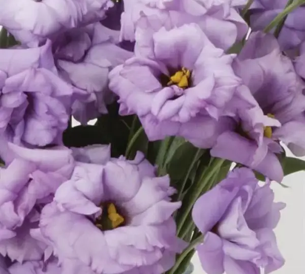 Эустома (Лизиантус) ABC 2 Лавандовая - ABC 2 Lavender, Eustoma grandiflorum - Фото №1