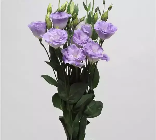 Эустома (Лизиантус) ABC 2 Туманно-голубая - ABC 2 Misty Blue, Eustoma grandiflorum - Фото №2