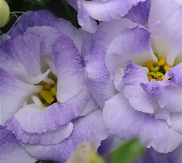 Эустома (Лизиантус) ABC 2 Туманно-голубая - ABC 2 Misty Blue, Eustoma grandiflorum - Фото №1