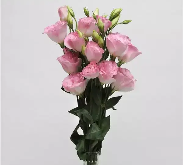 Эустома (Лизиантус) ABC 2 Туманно-розовая - ABC 2 Misty Pink, Eustoma grandiflorum - Фото №2