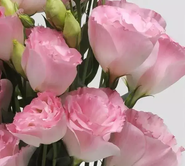 Эустома (Лизиантус) ABC 2 Туманно-розовая - ABC 2 Misty Pink, Eustoma grandiflorum - Фото №1