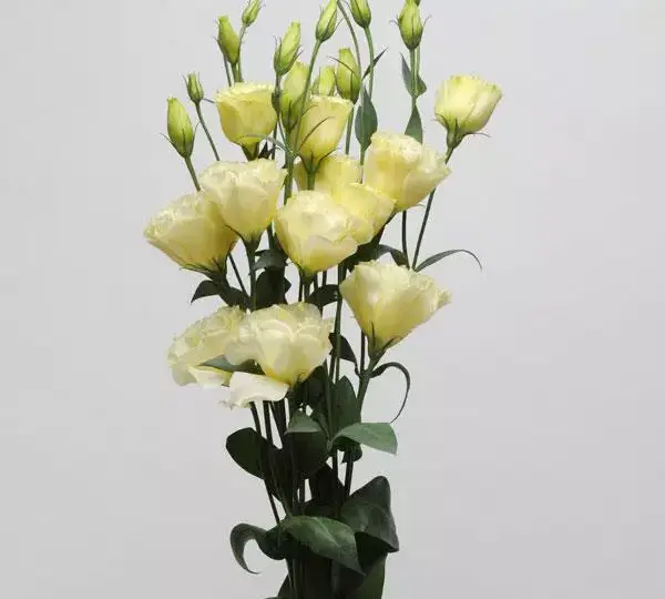 Эустома (Лизиантус) ABC 2 Жёлтая - ABC 2 Yellow, Eustoma grandiflorum - Фото №2