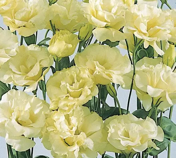 Эустома (Лизиантус) ABC 2 Жёлтая - ABC 2 Yellow, Eustoma grandiflorum - Фото №1