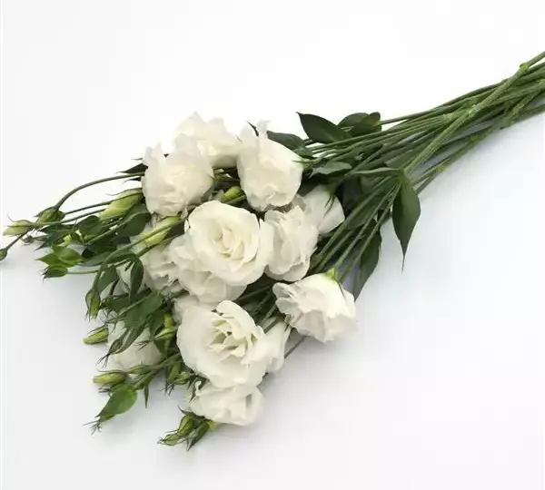 Эустома (Лизиантус) ABC 3 Белая - ABC 3 White, Eustoma grandiflorum - Фото №2