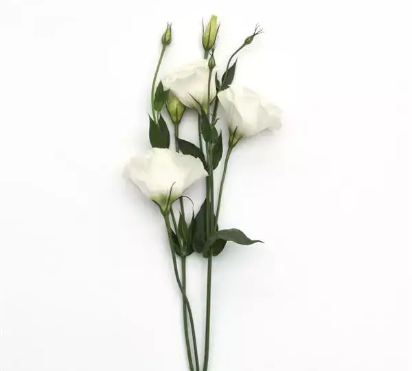 Эустома (Лизиантус) ABC 3 Белая - ABC 3 White, Eustoma grandiflorum - Фото №3