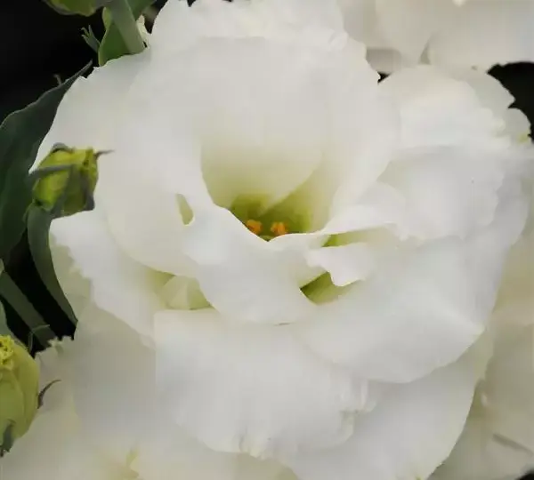 Эустома (Лизиантус) ABC 3 Белая - ABC 3 White, Eustoma grandiflorum - Фото №1