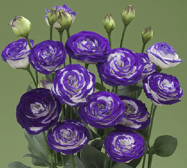 Эустома (Лизиантус) Крома F1 Сине-белая Пикоти улучшенная - Croma F1 Blue Picotee Imp., Eustoma grandiflorum - Фото №1