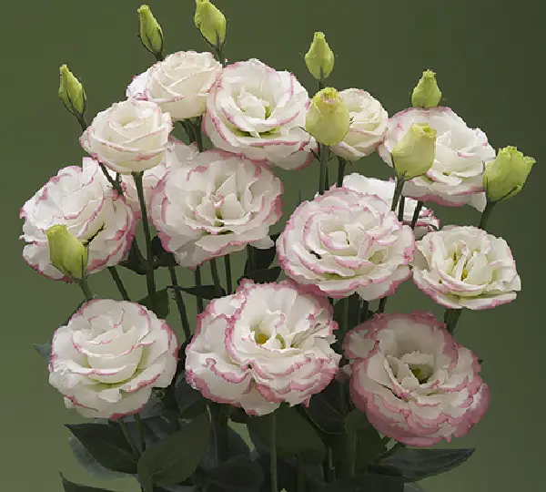 Эустома (Лизиантус) Крома F1 Розовая Пикоти улучшенная  - Croma F1 Pink Picotee Imp., Eustoma grandiflorum - Фото №1