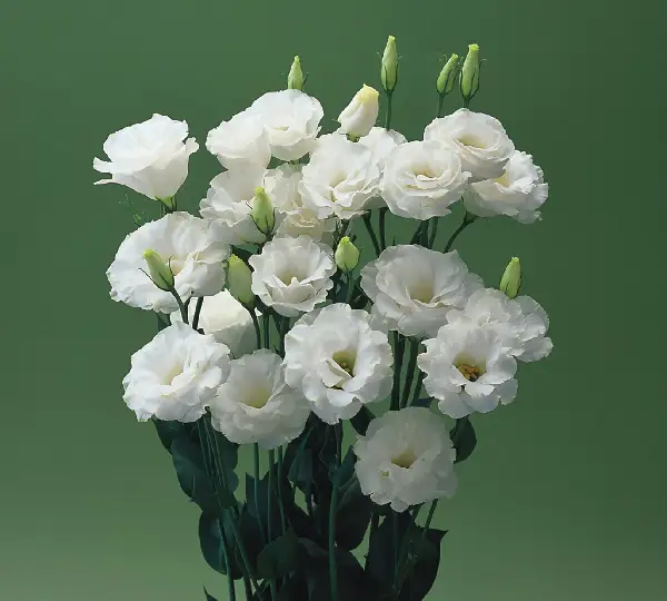 Эустома (Лизиантус) Крома F1 Белая - Croma F1 White, Eustoma grandiflorum - Фото №1